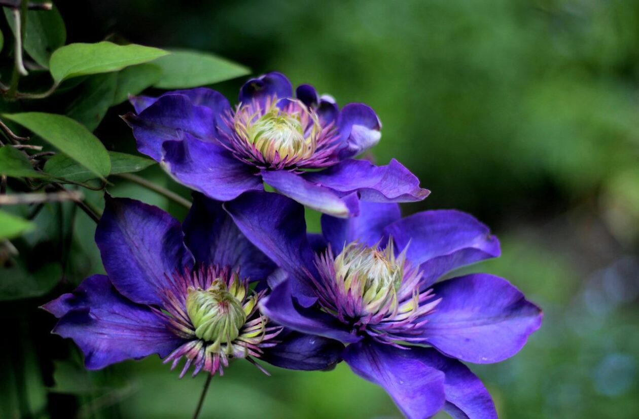 Clematis