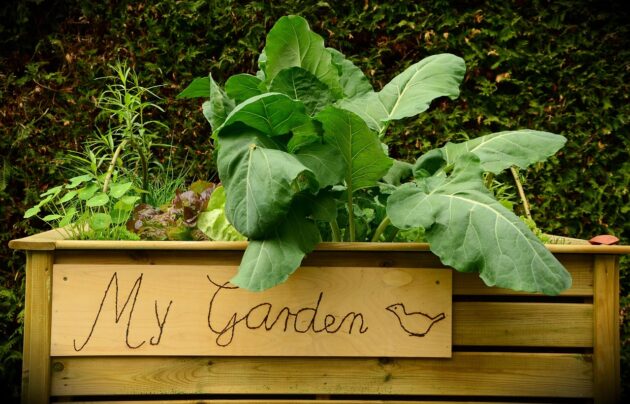 Growing vegetables in small spaces