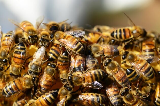 Honey bees