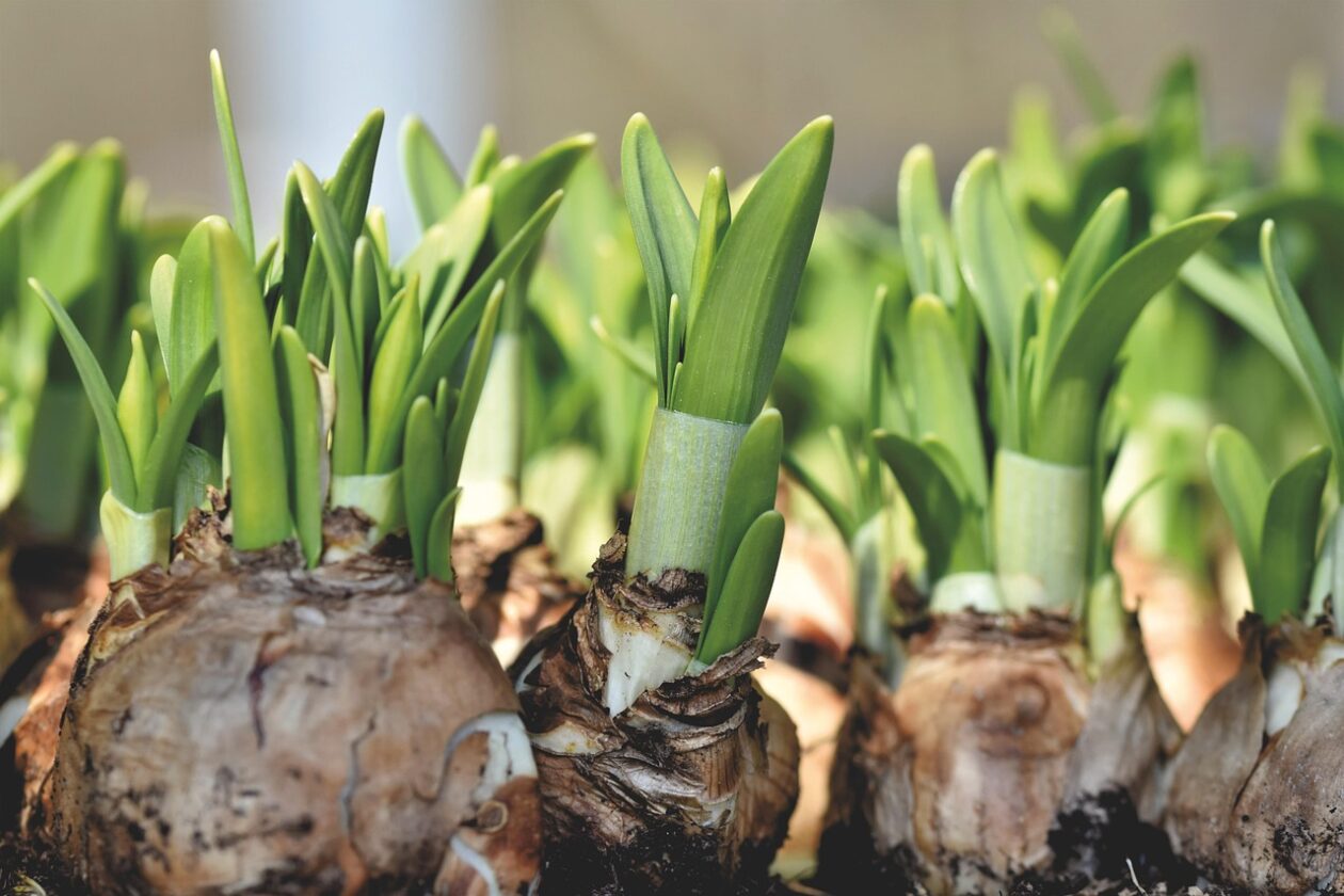 Spring Bulbs