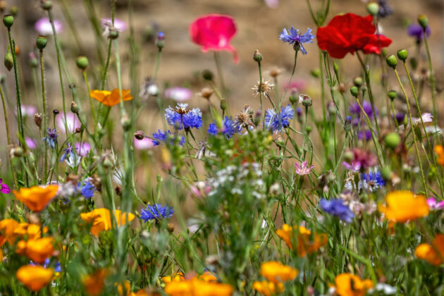 Colourful mix of wildflowers