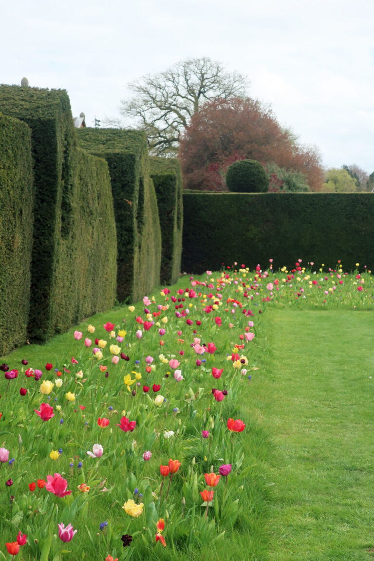Naturalised bulbs
