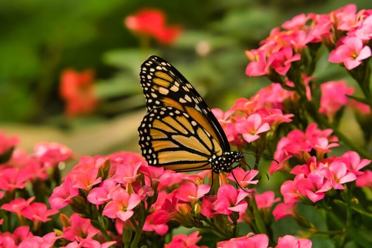 A talk on Gardening Naturally by Annette Hurt, Wednesday 23rd September 2026